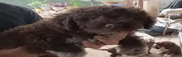 Lagotto cani in vendita: Lagotto Romagnolo  a Provincia di Frosinone - Annuncio 1