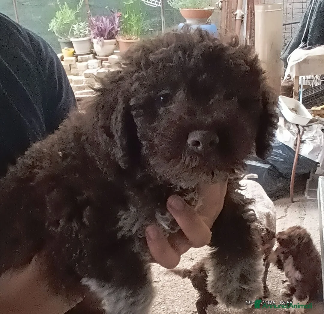 Lagotto cani in vendita: Lagotto Romagnolo  a Provincia di Frosinone - Annuncio 1
