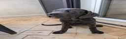 Cane Corso cani in vendita: Cucciola di cane corso!  - Annuncio 4
