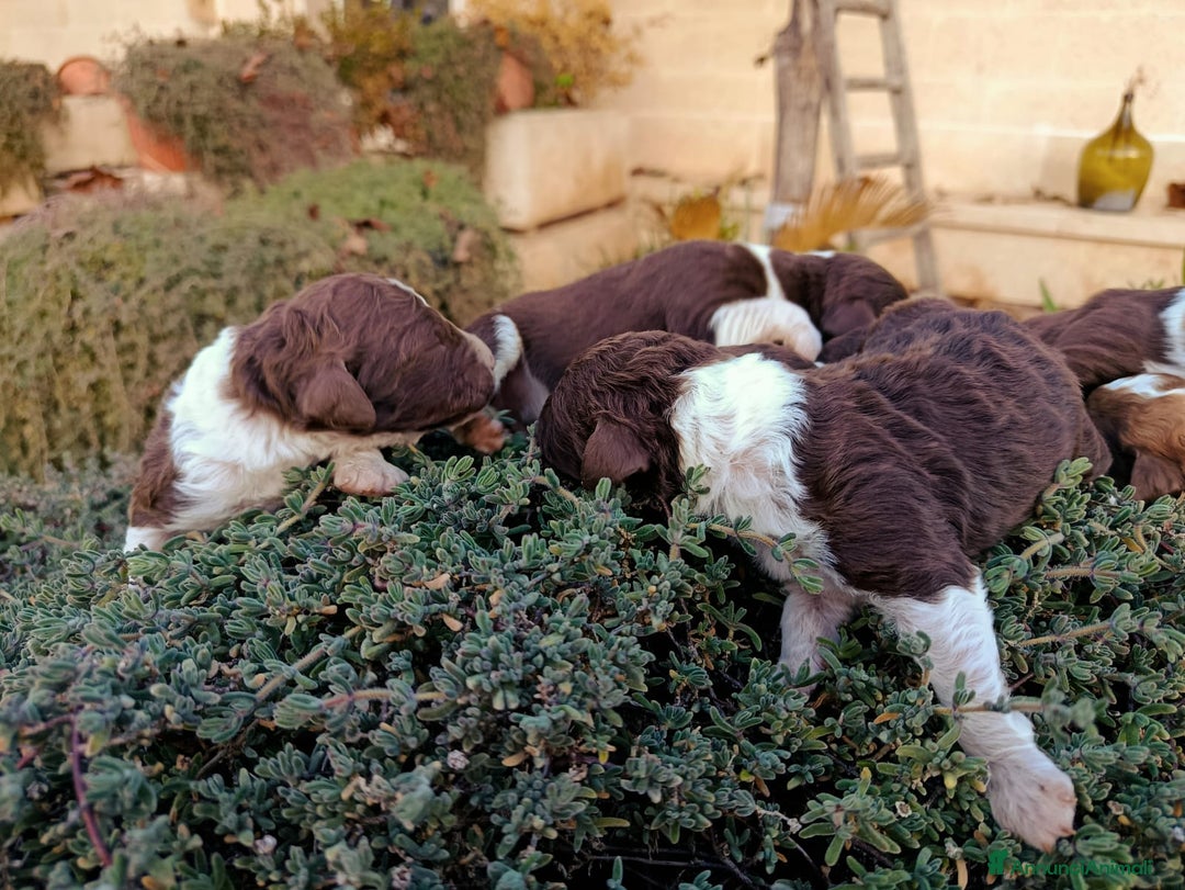 Lagotto cani in vendita: Cuccioli Lagotto Romagnolo  - Annuncio 4