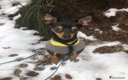 Pinscher Miniatura cani in regalo: STARLET, MINI PINSCHER dolcissima a Città Metropolitana di Firenze - Immagine 6