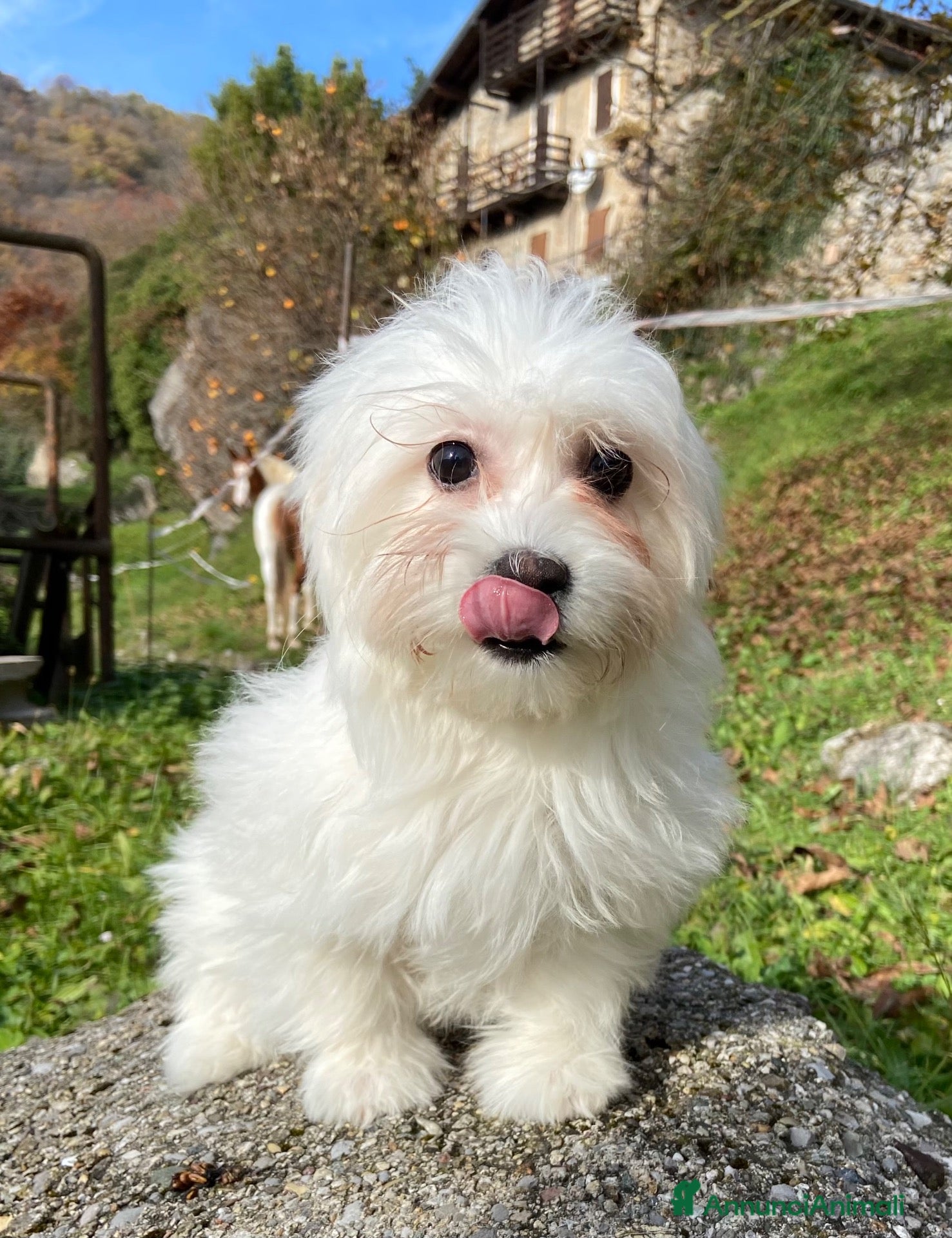 Maltese cani Maltese - Annuncio 1