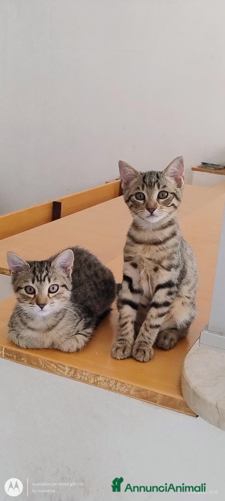 Europeo gatti Adozione due cuccioli  - Annuncio 2
