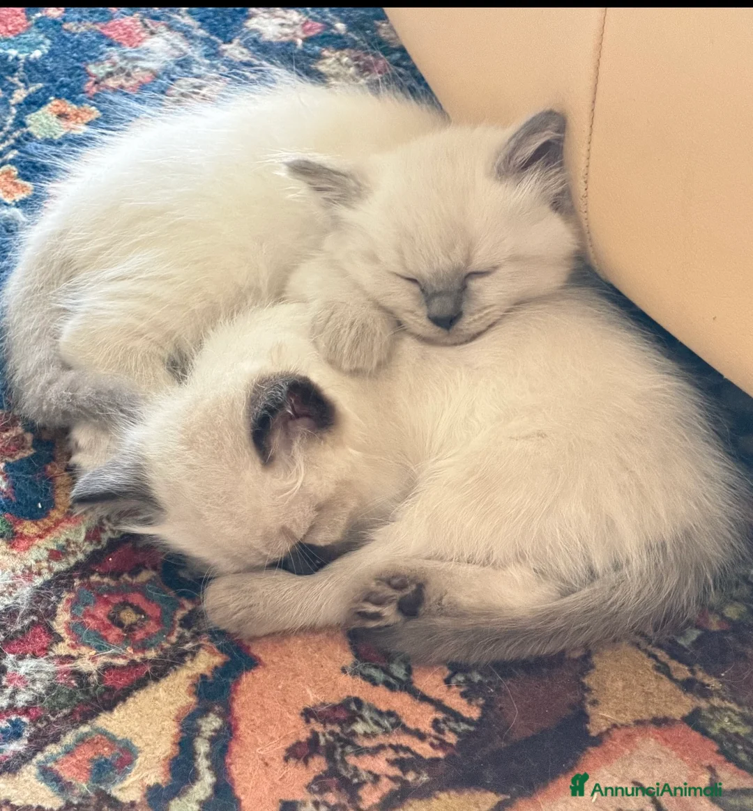 Meticcio gatti in vendita: Cuccioli incrocio Sacro di Birmania/Siamese - Annuncio 2