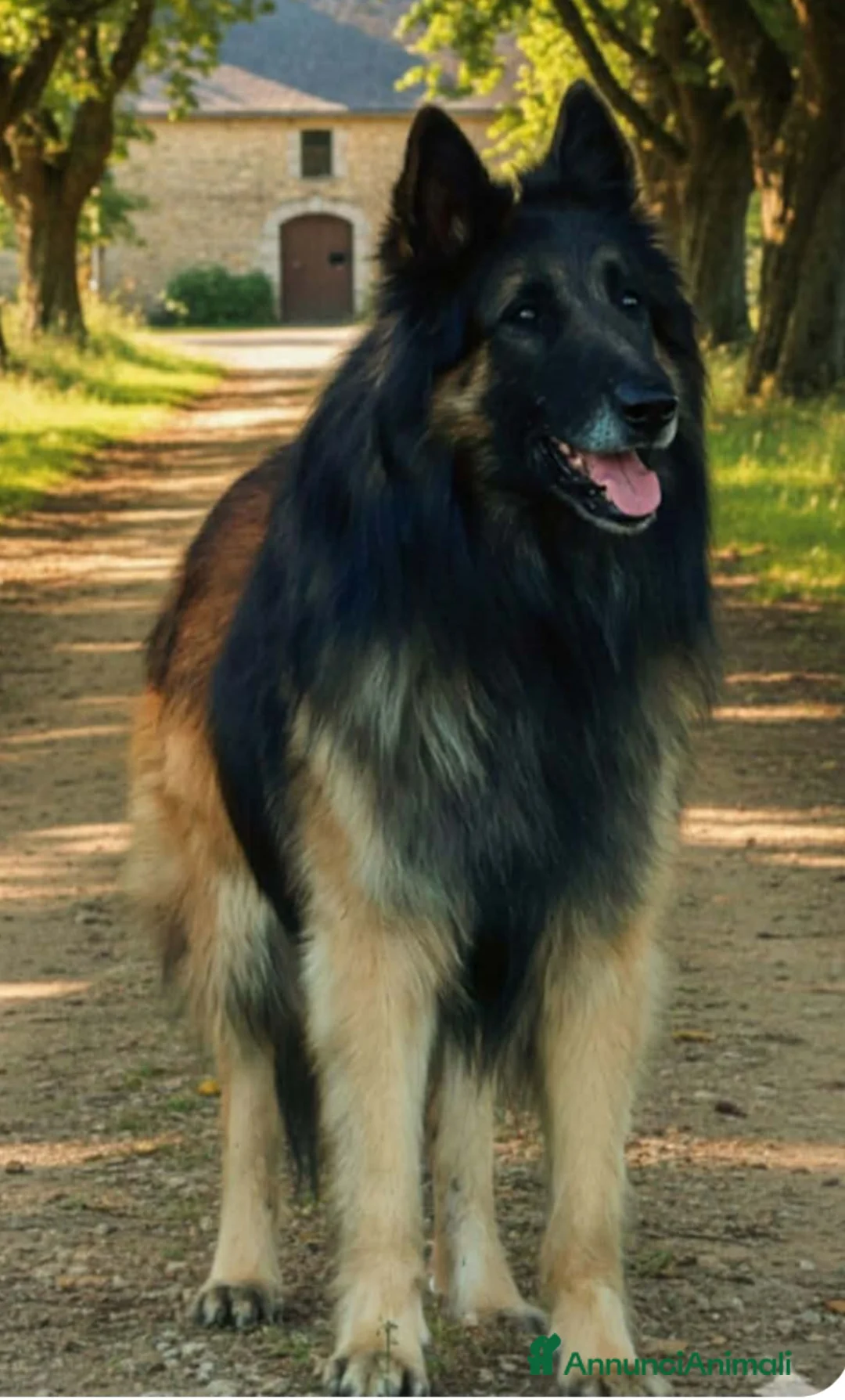 Pastore Belga cani in vendita: Allevamento di Casa Rinaldi  - Annuncio 2