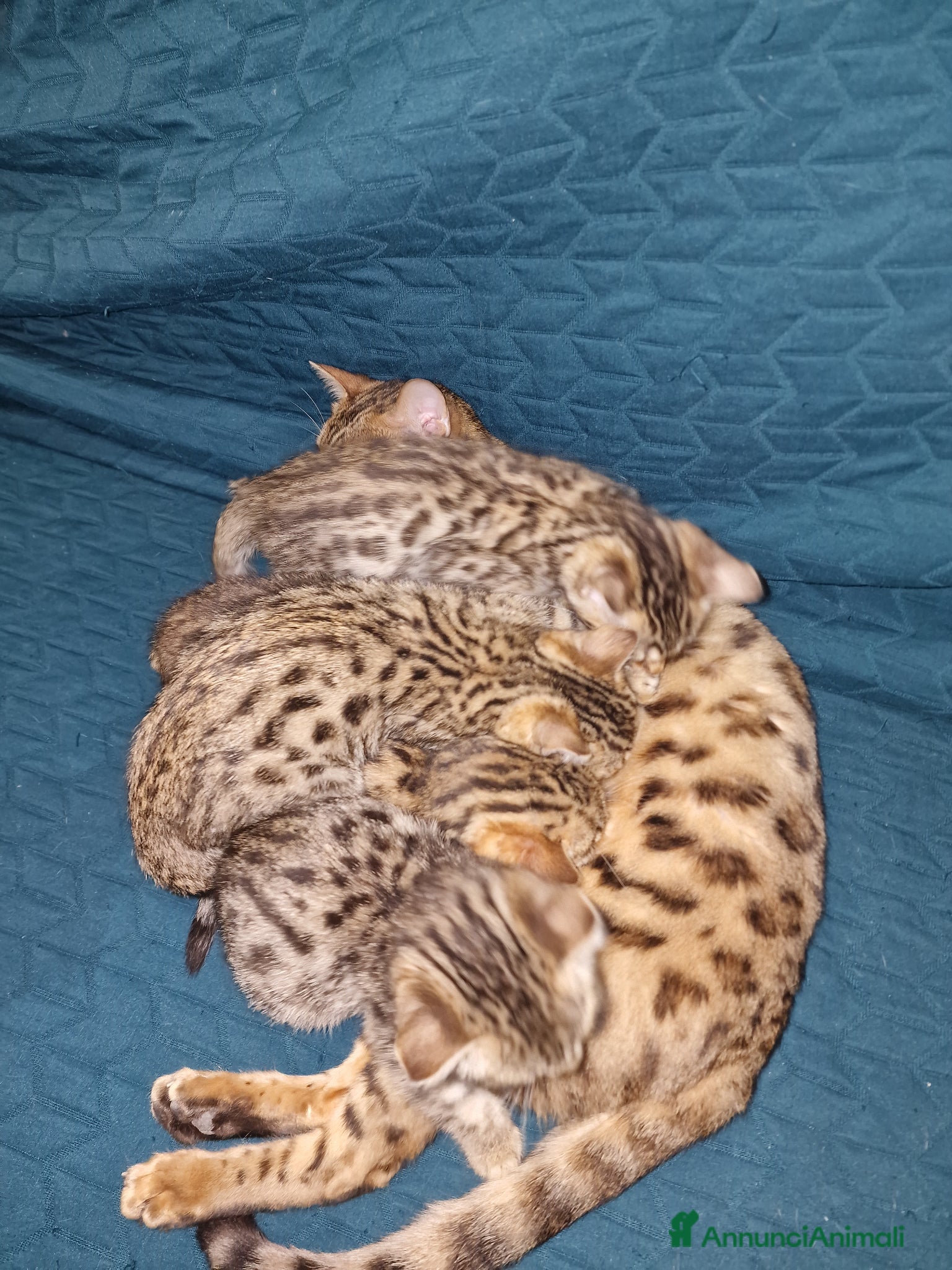 Bengala gatti Gatto bengala  - Annuncio 6