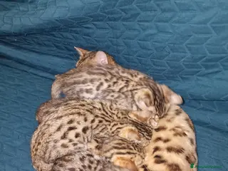 Bengala gatti Gatto bengala - Annuncio 6