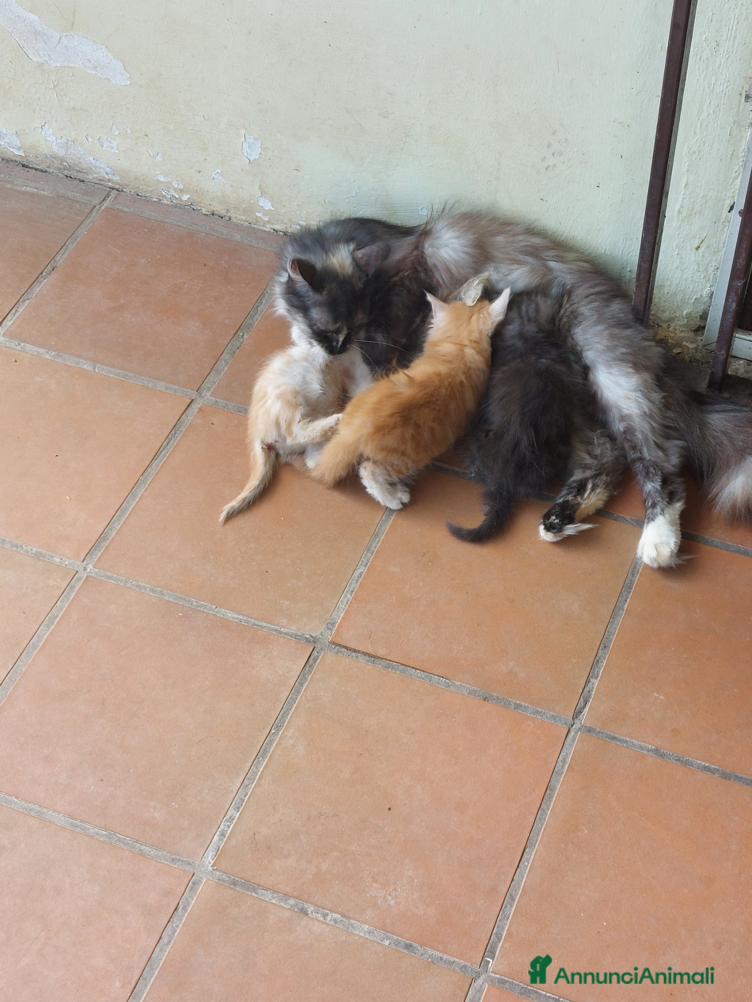Meticcio gatti regalo gattini - Annuncio 3