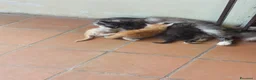 Meticcio gatti in regalo: regalo gattini - Annuncio 1