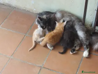 Meticcio gatti regalo gattini - Annuncio 3