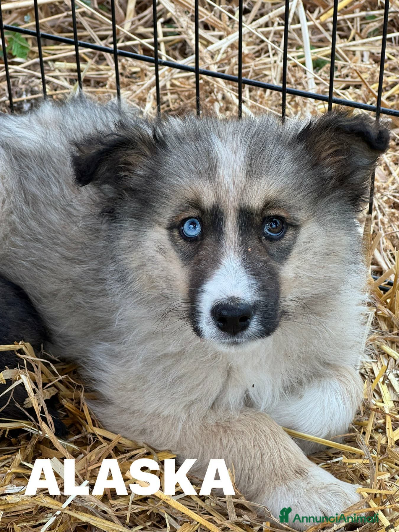 Meticcio cani YUKON e ALASKA, magnifici cuccioli occhi BLU! - Annuncio 10