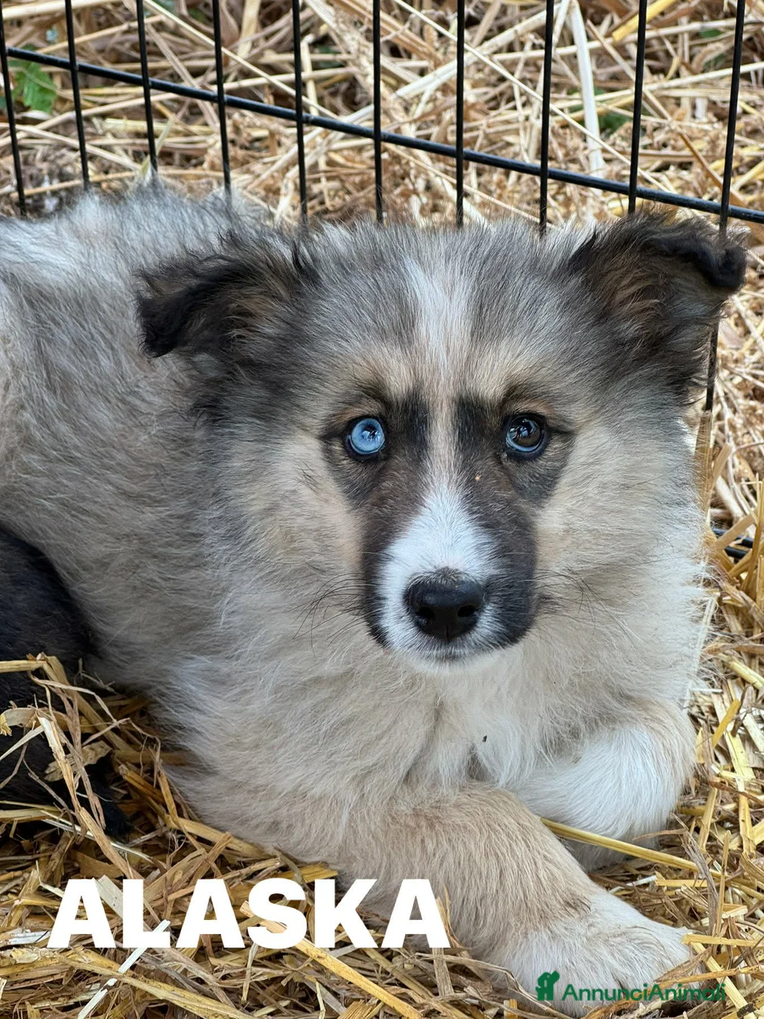 Meticcio cani in regalo: YUKON e ALASKA, magnifici cuccioli occhi BLU! - Annuncio 1