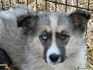 Meticcio cani YUKON e ALASKA, magnifici cuccioli occhi BLU! - Annuncio 10