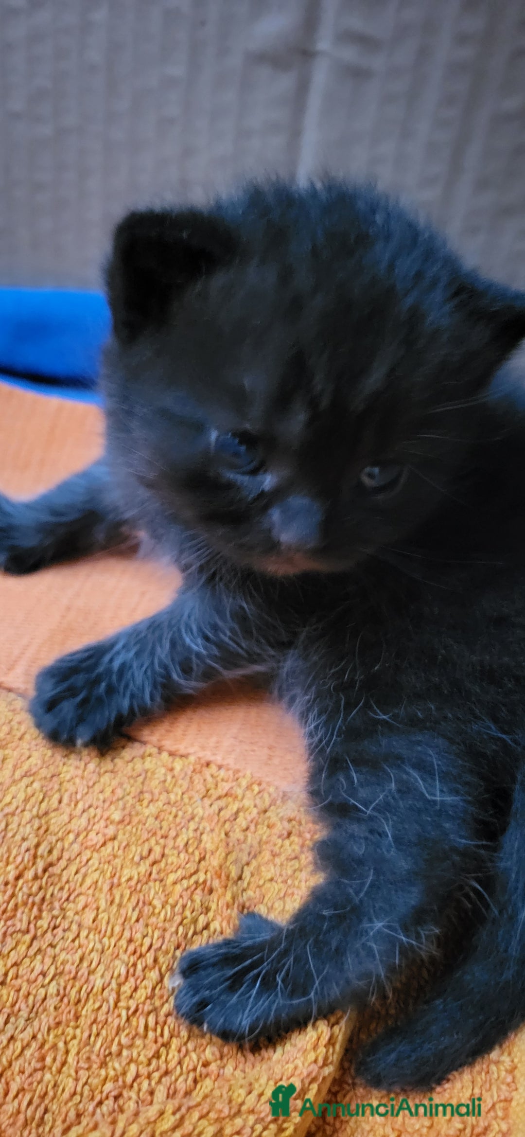 British gatti in vendita: 2 cuccioli british shorthair chocolate maschi a Città metropolitana di Milano - Immagine 1