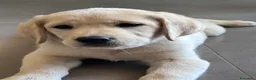 Labrador cani in vendita: Splendidi Cuccioli di Labrador - Annuncio 14