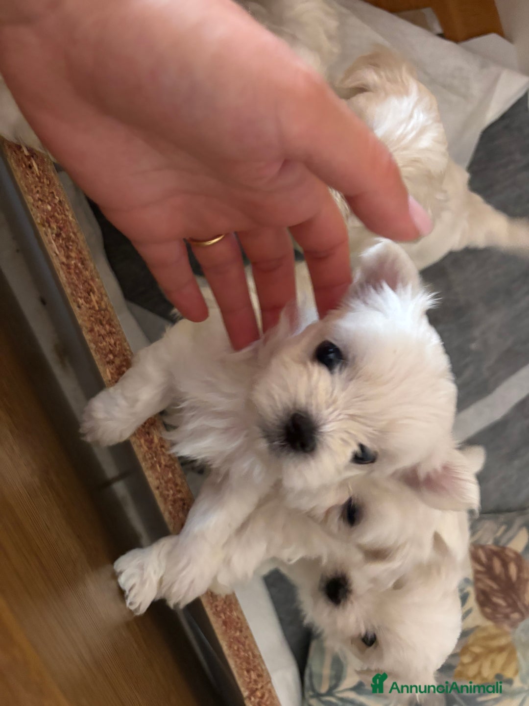 Maltese cani in vendita: Rimasti due cuccioli di maltese  a Provincia di Pesaro e Urbino - Immagine 3
