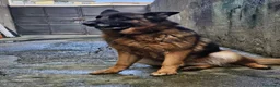 Pastore Tedesco cani in regalo: Pastore Tedesco bellissima 5anni tradita! MESSINA - Annuncio 2