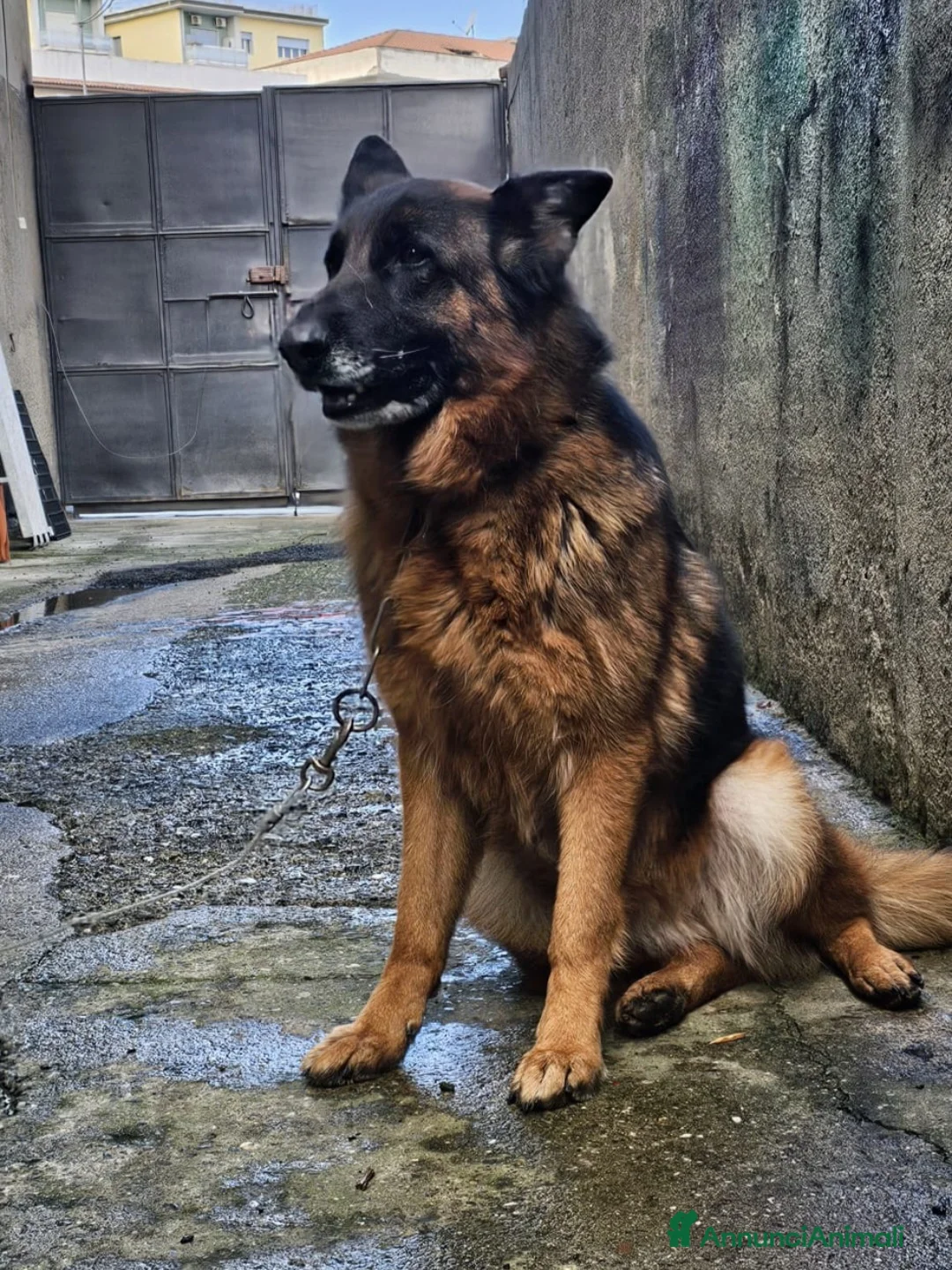 Pastore Tedesco cani in regalo: Pastore Tedesco bellissima 5anni tradita! MESSINA - Annuncio 2