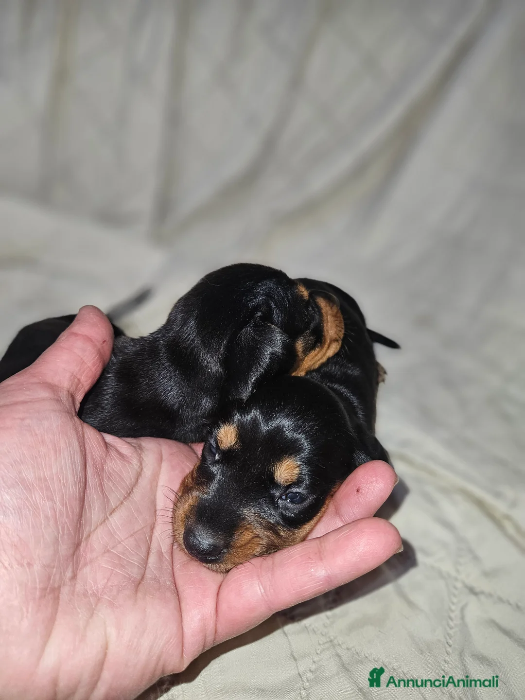 Bassotto cani in vendita: Bassotto kaninchen nero focato  a Città metropolitana di Milano - Annuncio 11