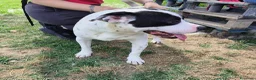 Bull Terrier cani in regalo: Rosa, cucciolona mix bull terrier - Annuncio 2
