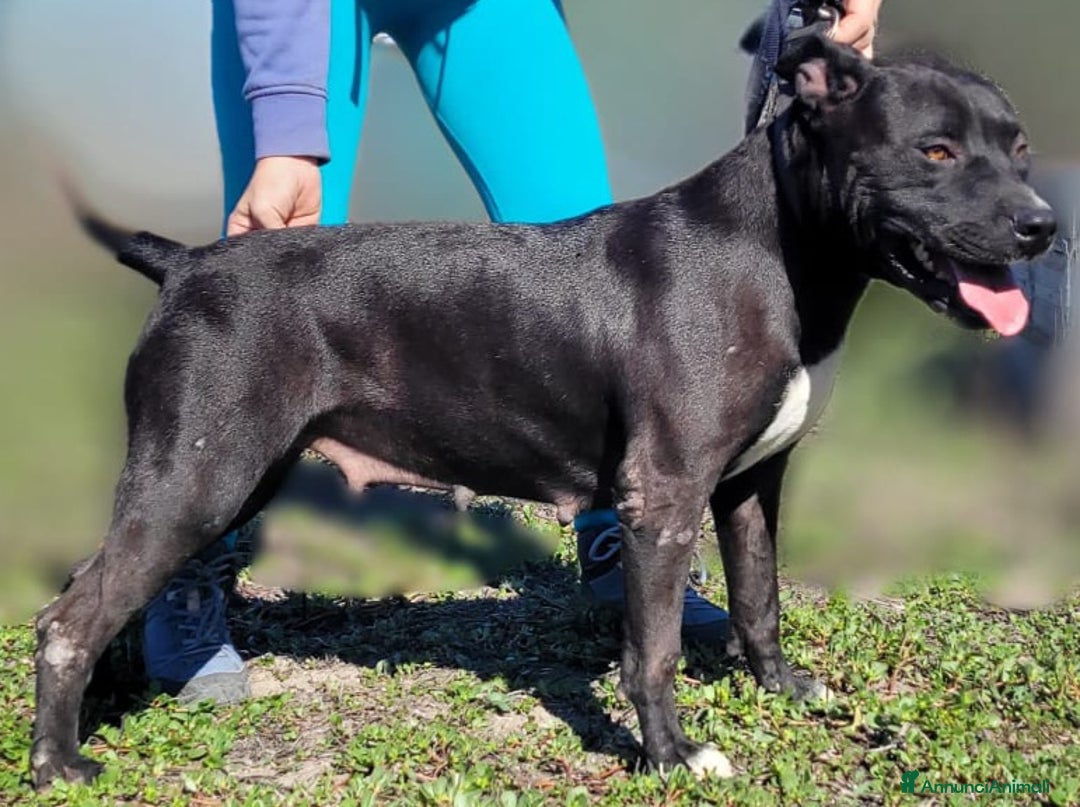Pitbull cani in regalo: Pitbull femmina 3 anni adozione  - Annuncio 3