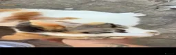 Meticcio gatti in regalo: Gattini - Annuncio 2