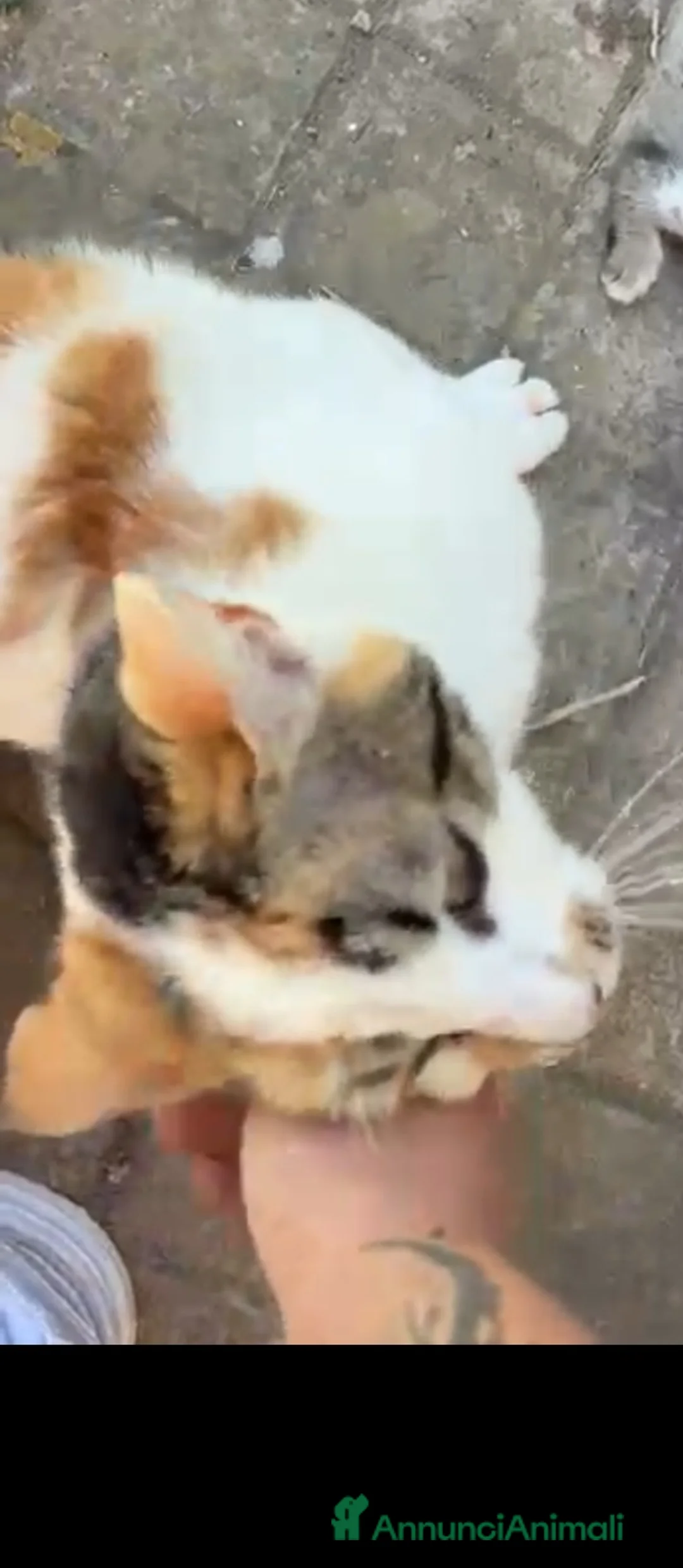 Meticcio gatti in regalo: Gattini - Annuncio 2