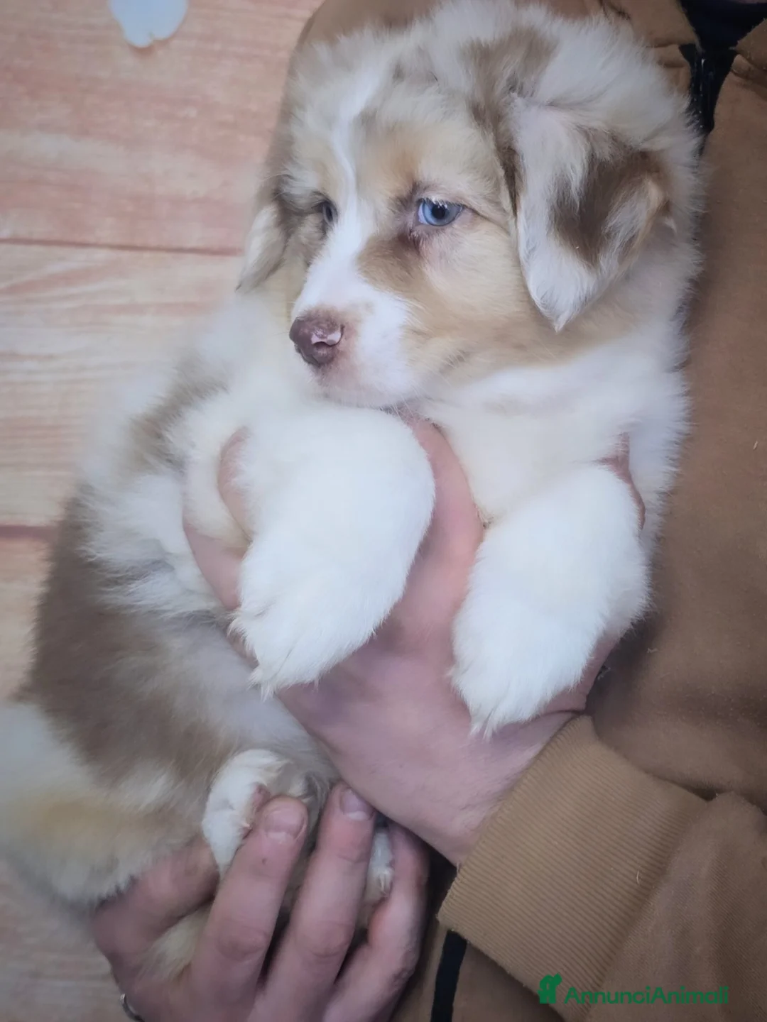 Australian Shepherd cani in vendita: cuccioli pastore australiano con pedigree enci/fci - Annuncio 15
