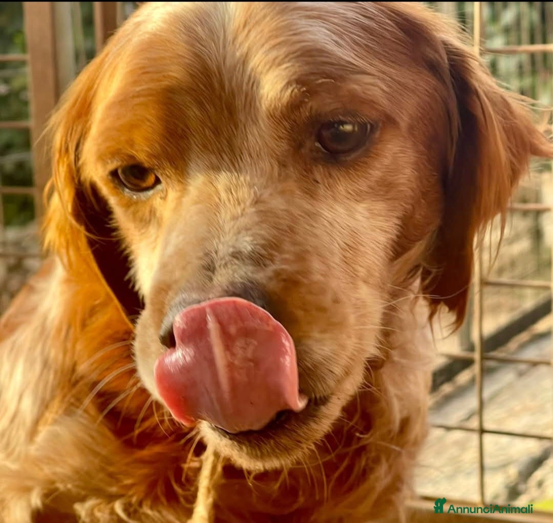 Breton cani in regalo: Cagnolino breton - Annuncio 2