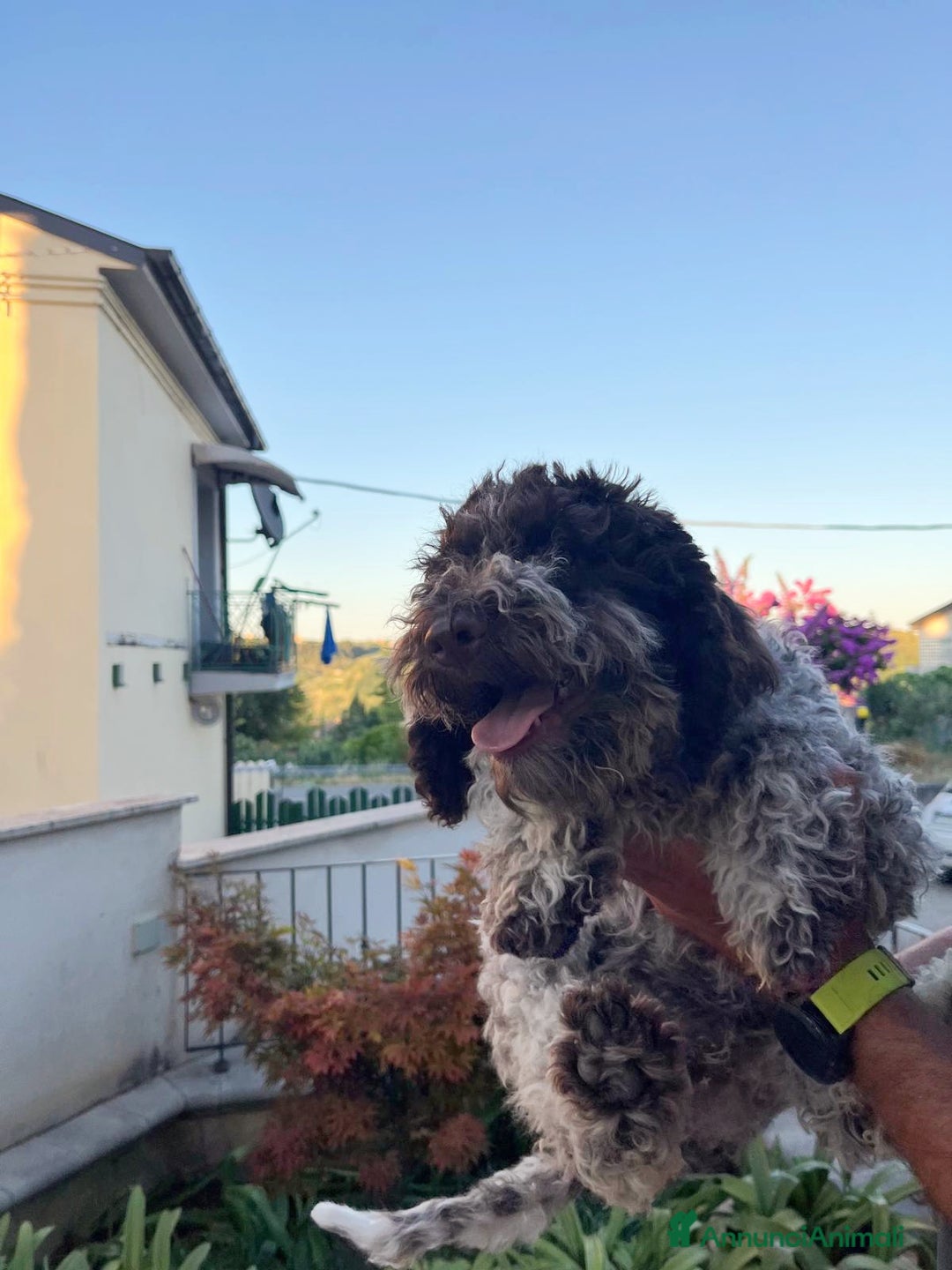 Lagotto cani in vendita: Cuccioli di Lagotto Romagnolo con Pedigree ROI  a Provincia di Chieti - Immagine 7