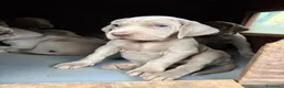 Weimaraner cani in vendita: Cucciolata di 6 Weimaraner  - Annuncio 2