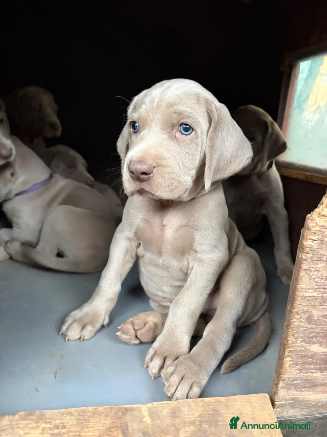 Weimaraner cani in vendita: Cucciolata di 6 Weimaraner  - Annuncio 2