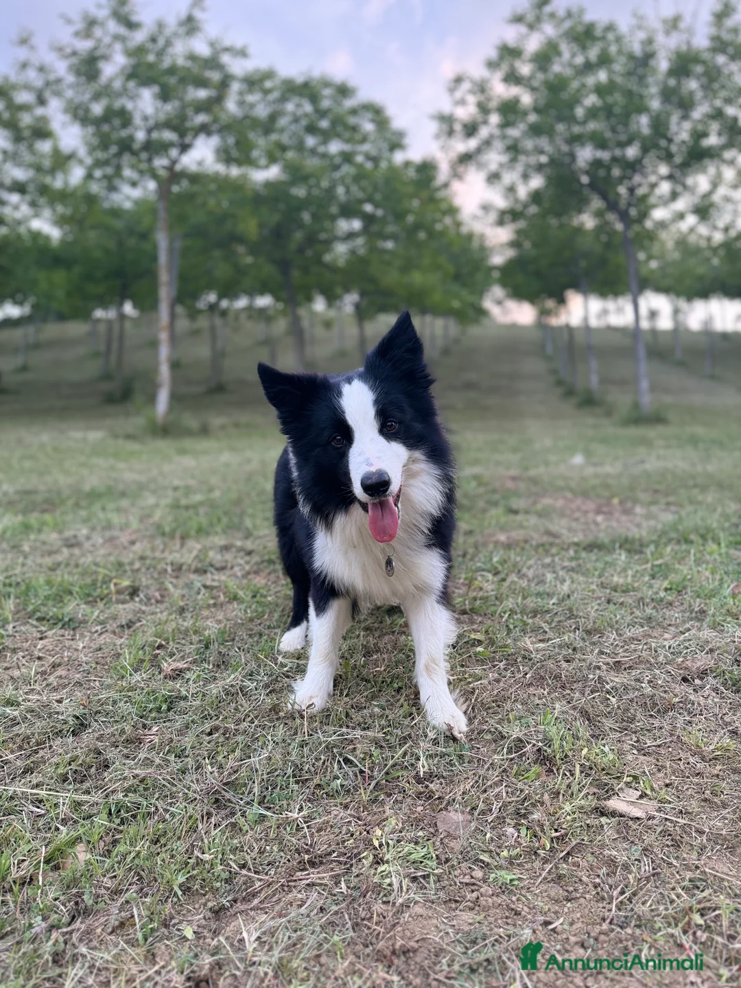 Border Collie cani per accoppiamento: Border collie maschio di 4 anni - Annuncio 4