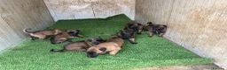 Beagle cani in vendita: Pastore belga Malinois  - Annuncio 7