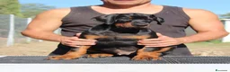 Dobermann cani in vendita: Cucciolo di dobermann  - Annuncio 4