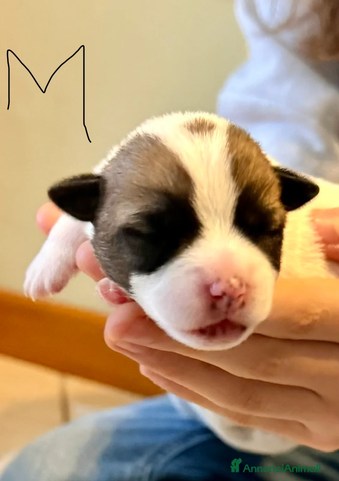 Jack Russell cani in vendita:  Cuccioli Jack Russel a Provincia di Brescia - Annuncio 3