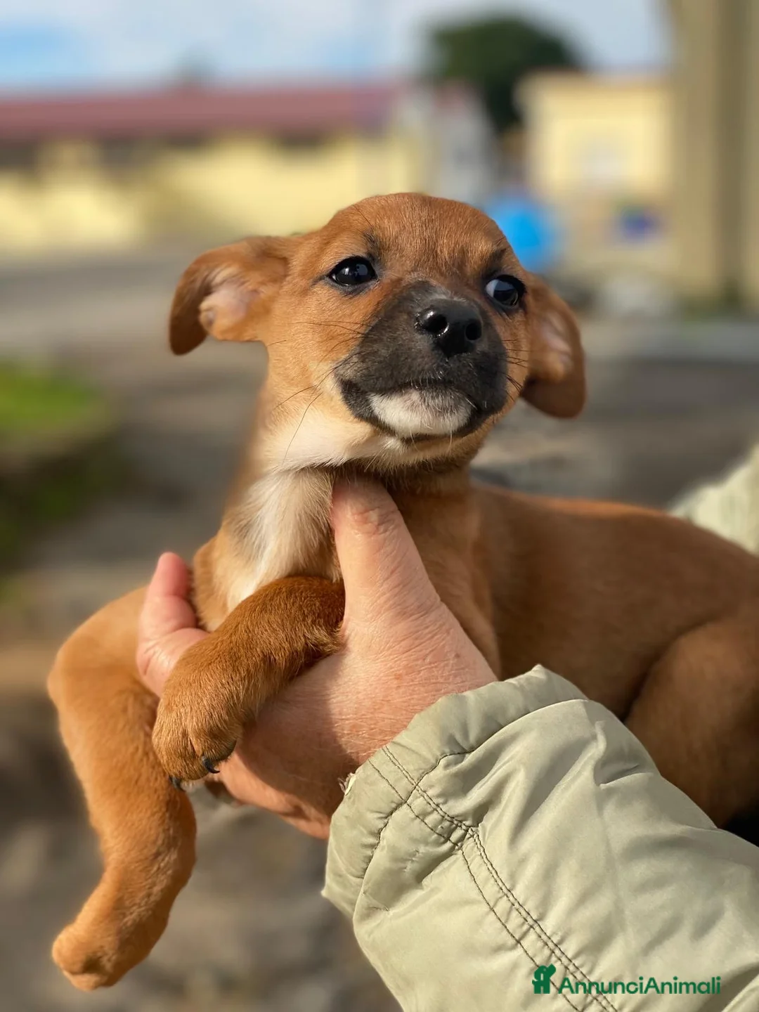Meticcio cani in regalo: BALLERINA🩷-cucciola futura taglia medio/piccola🥰 - Annuncio 4