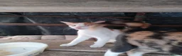 Altre razze gatti in regalo: 🐾❤️ **8 PICCOLI GATTINI CERCANO CASA ❤️🐾 - Annuncio 9