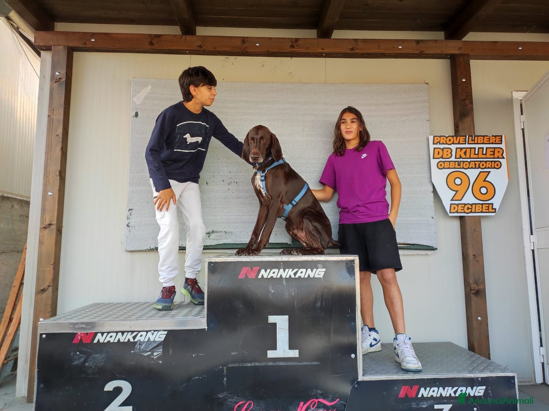 Bracco cani per accoppiamento: BRACCO TEDESCO PER MONTA - Annuncio 2