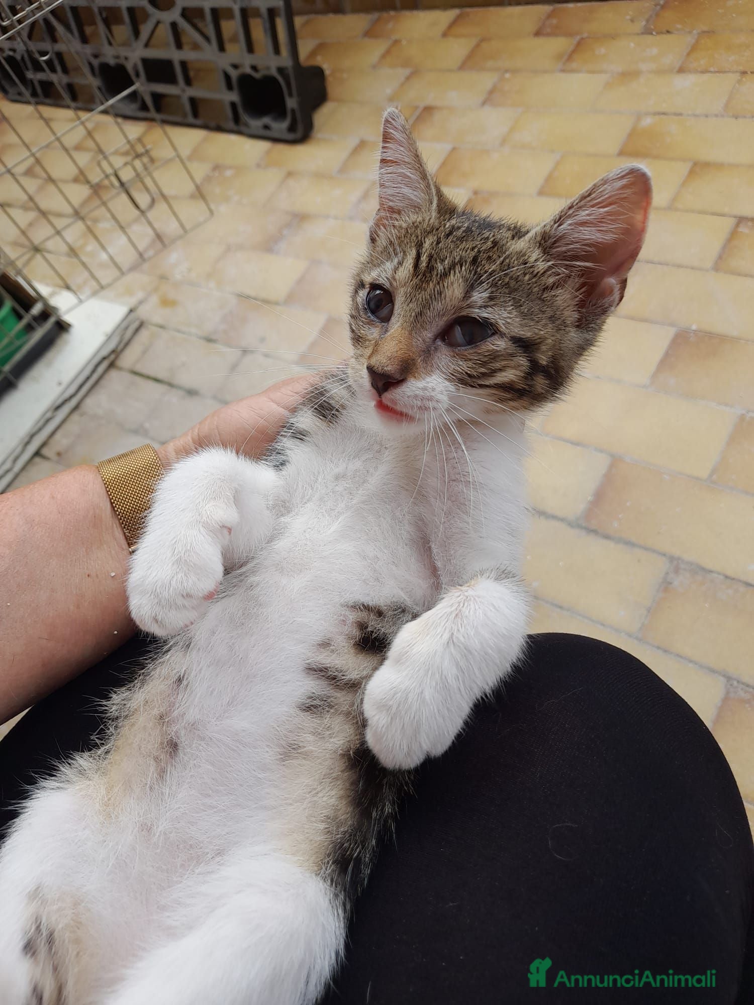 Meticcio gatti Bignè tre mesi - Annuncio 3