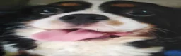 Cavalier King cani in vendita: Cavalier King charles spaniel cucciole  - Annuncio 5