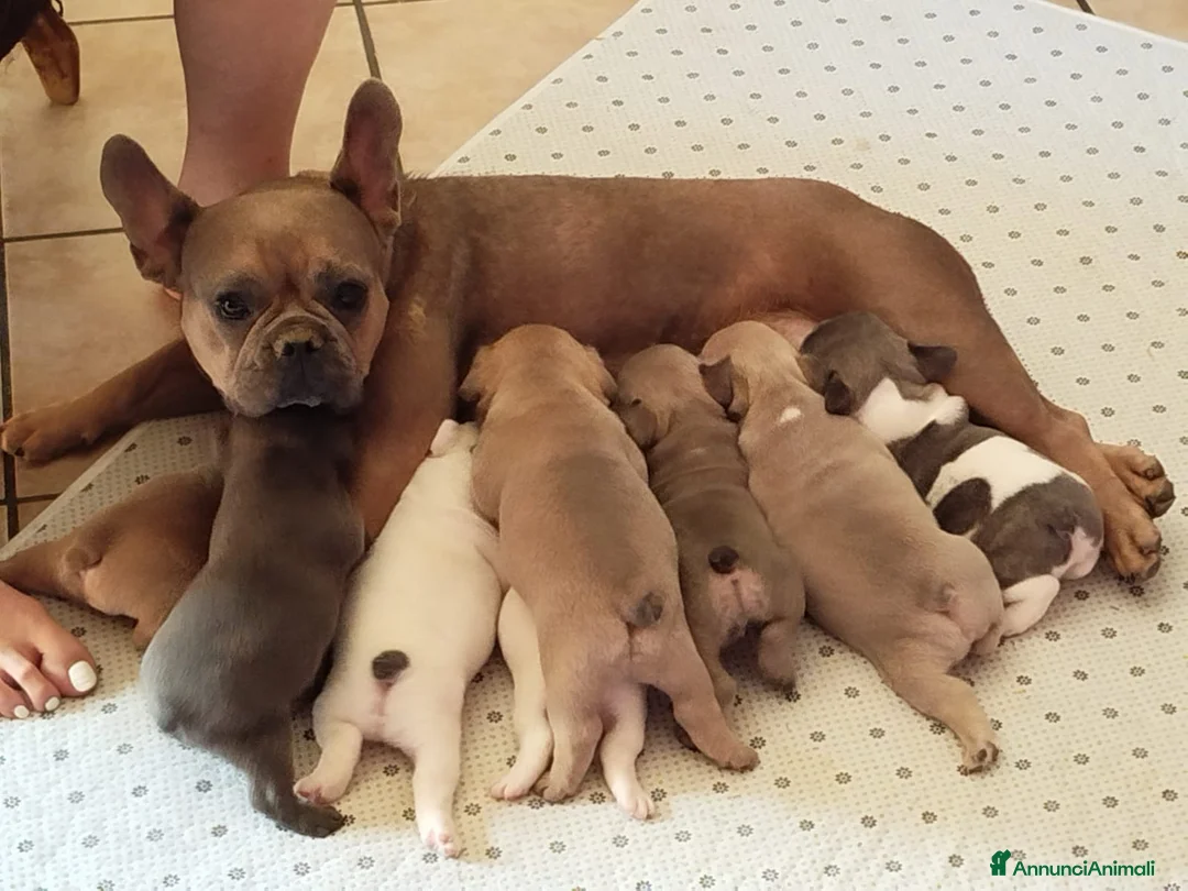 Bulldog Francese cani in vendita: Bulldog francesi esotiche - Annuncio 12
