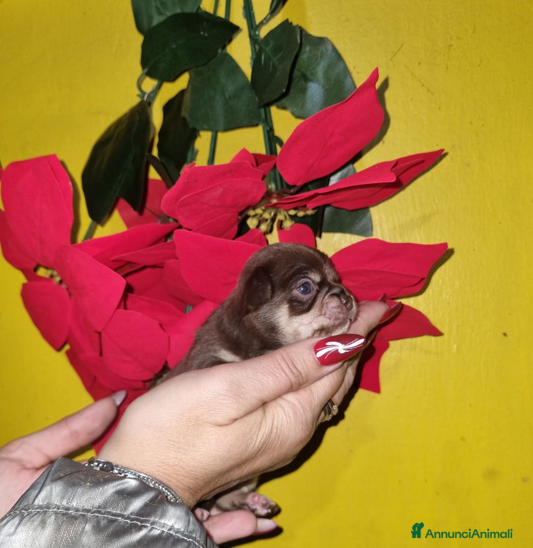 Chihuahua cani in vendita: Cuccioli di chiuhauha toy puri  - Annuncio 11