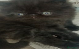 Persiano gatti in vendita: Cuccioli gatto Persiano pura razza  - Immagine 4