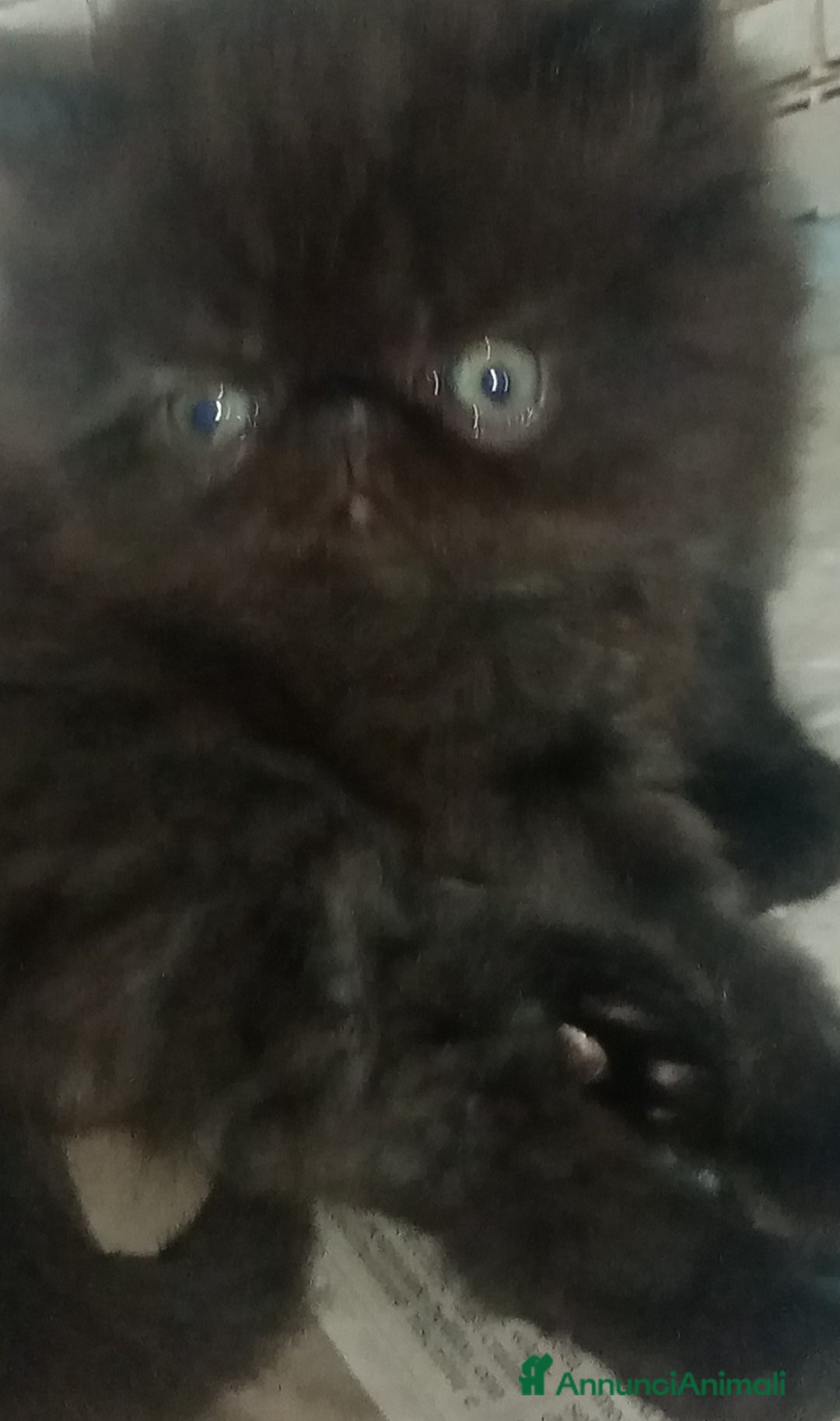 Persiano gatti in vendita: Cuccioli gatto Persiano pura razza  - Annuncio 4