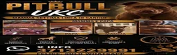 Pitbull cani in vendita: Pitbull UKC  - Annuncio 20