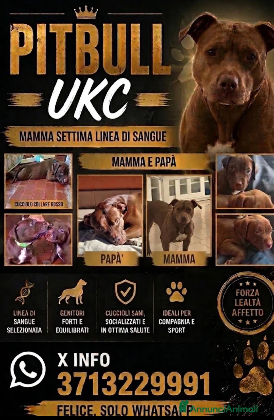 Pitbull cani in vendita: Pitbull UKC  - Annuncio 20