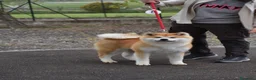 Akita Inu cani in vendita: Cucciolo Akita inu (Top Selection) a Città metropolitana di Roma Capitale - Annuncio 13