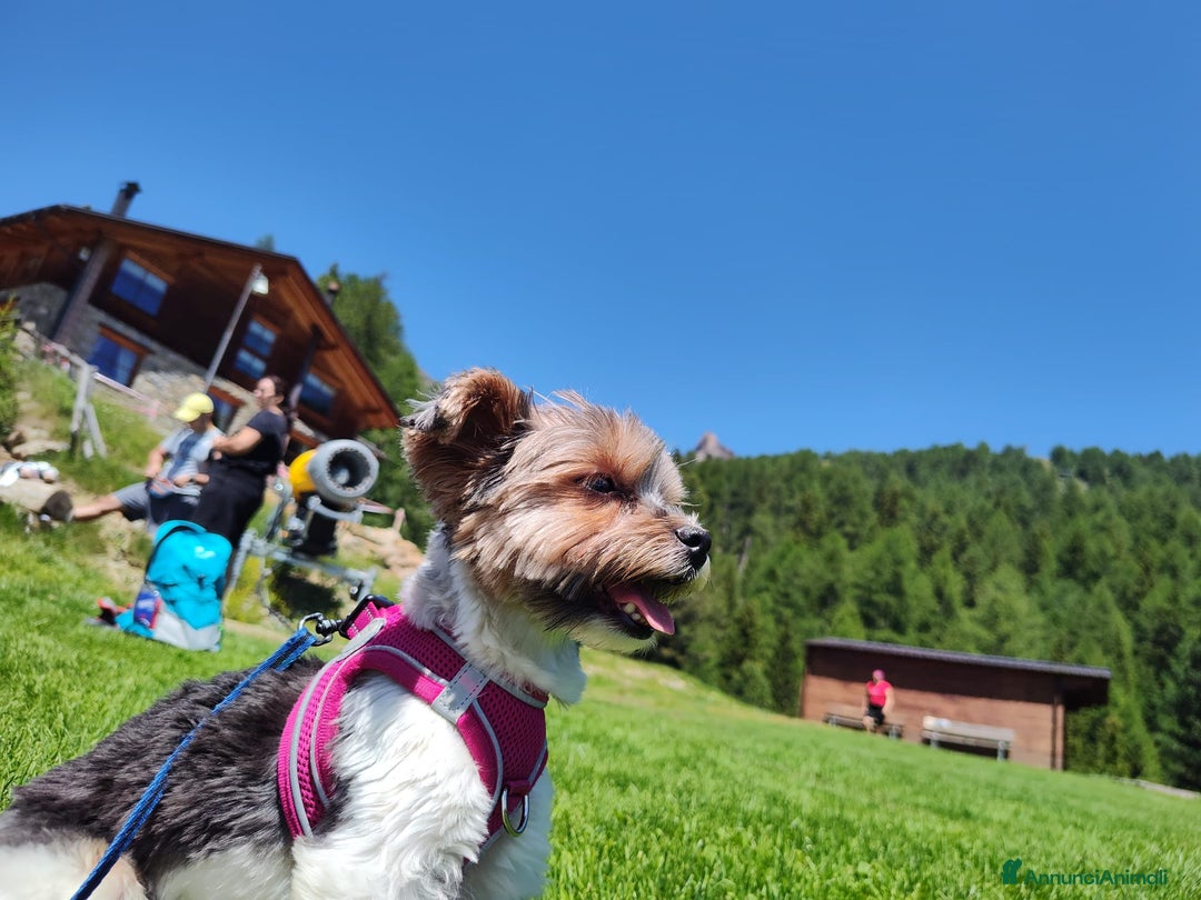 Biewer Terrier cani per accoppiamento: Femmina di Biewer Terrier cerca fidanzato - Annuncio 5