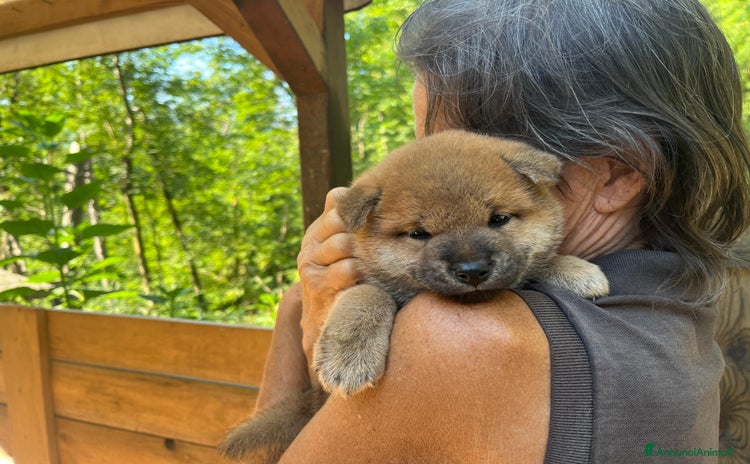 Shiba Inu cani a Provincia di Pavia - Annuncio 5